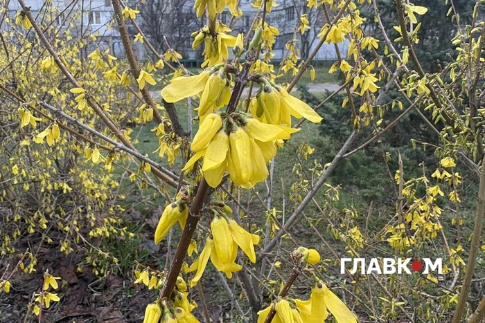 Головна 10 Київ потопає у цвіті форзиції та верби (світлини)