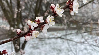 Київ та область: прогнозують згубні приморозки для фруктових дерев.