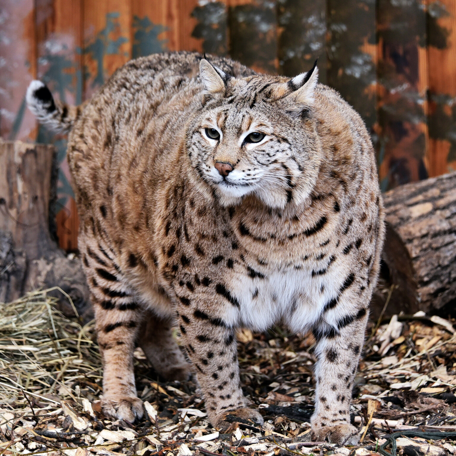 Рись Степан з Київського зоопарку став улюбленцем мемів у соцмережах через зайву вагу