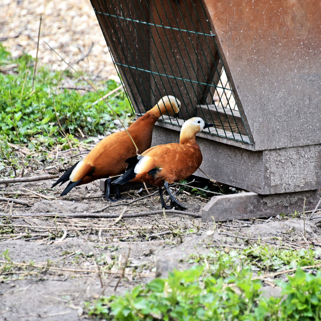 Створили пари: у червонокнижних огарів столичного зоопарку розпочався "сезон тиші"