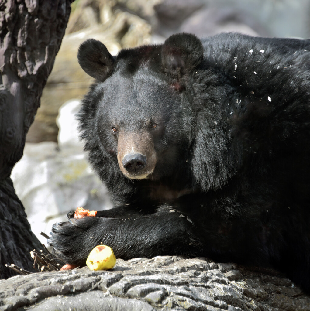 У Київському зоопарку прокинулися усурійські ведмеді Бебі та Боб