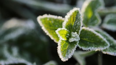 Завтра вночі на Київщині та в Києві очікуються приморозки: прогноз погоди 1