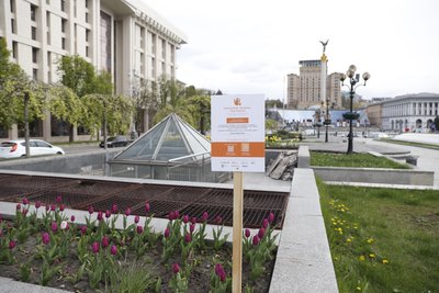 У Києві почали квітнути тюльпани: де можна побачити