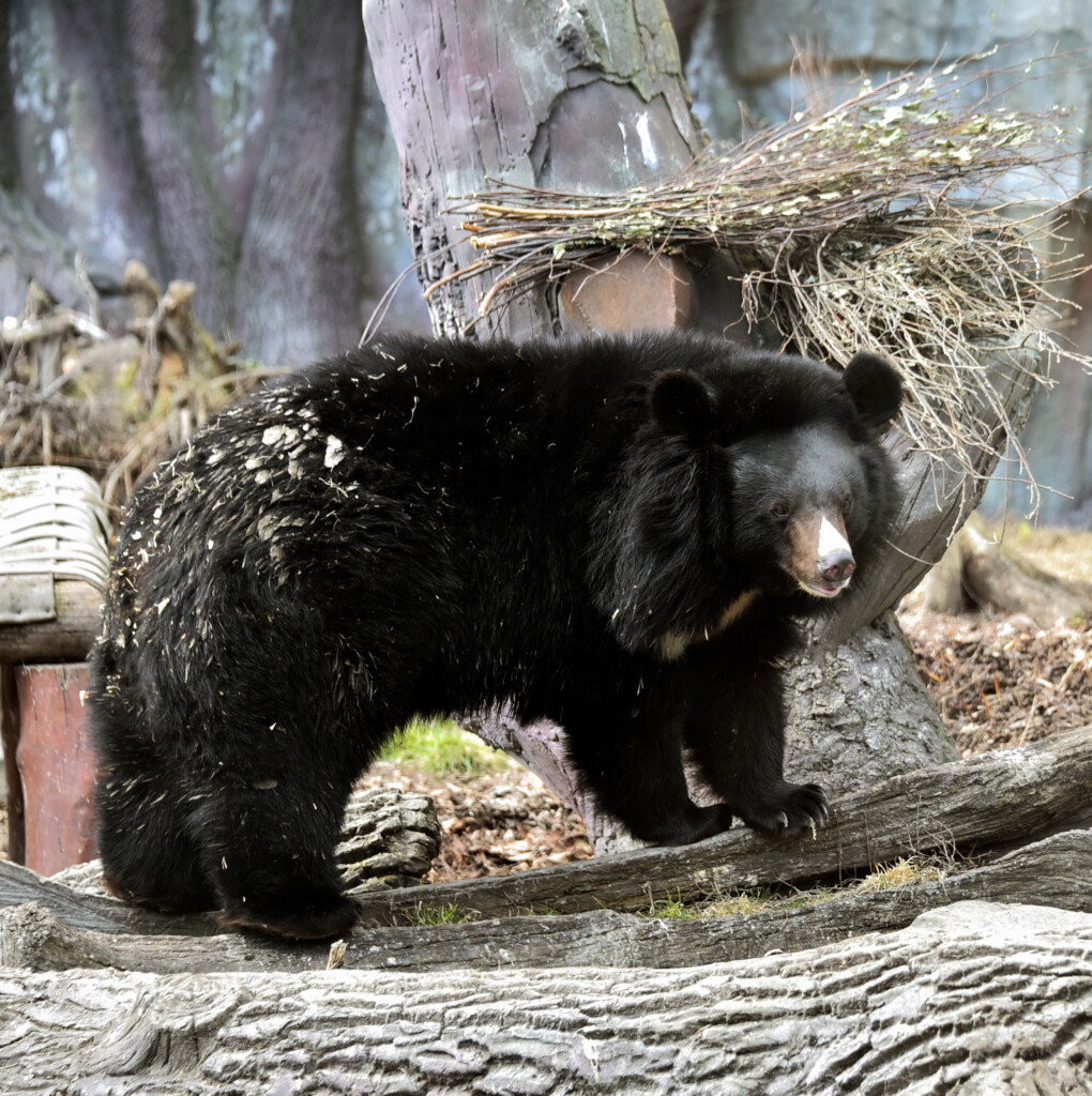 У Київському зоопарку прокинулися усурійські ведмеді Бебі та Боб