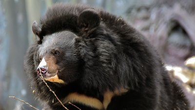 КиївЗоо: пробудились ведмеді уссурійські, Бебі й Боб