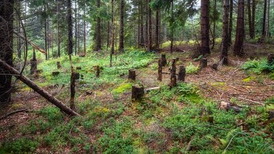 Київщина: штраф для “Лісів України” за вирубку дерев на мільйон гривень.