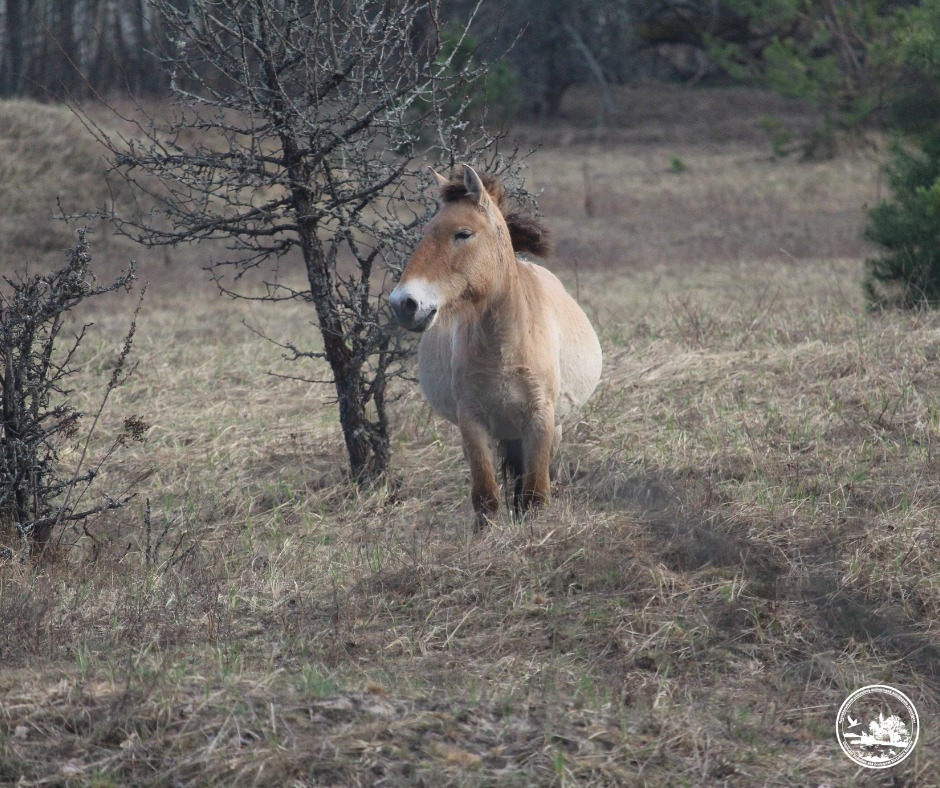 Популяція погіршилася: як перезимували коні Пржевальського у Чорнобильському заповіднику