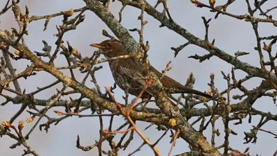 Рідкісний гість у Чорнобилі: гірський дрізд вперше за пів століття