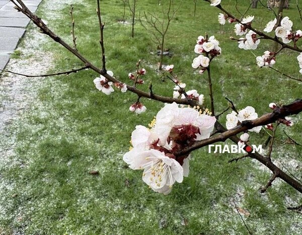 Великодні приморозки: Київщина під “помаранчевою” загрозою, попереджають метеорологи.