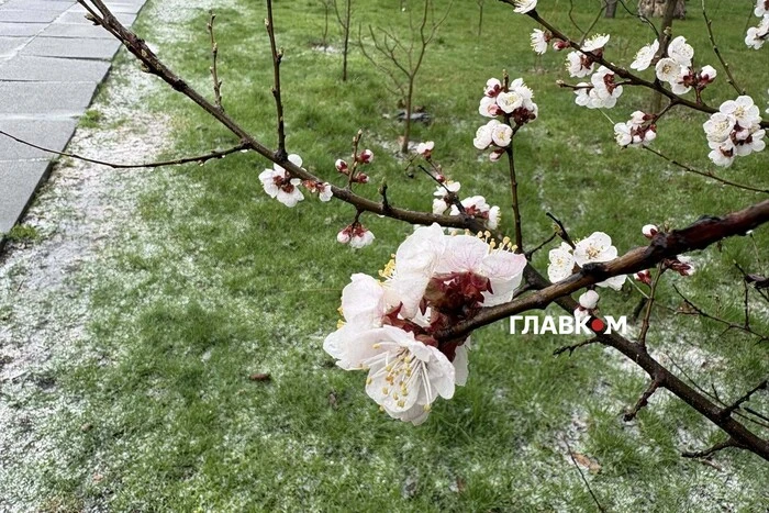 Заморозки на Великдень: синоптики оголосили на Київщині «помаранчевий» рівень небезпеки