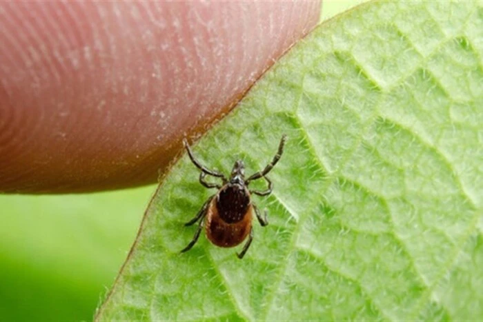 Головна 11 Кліщі активізувались: правила видалення та дії після укусу