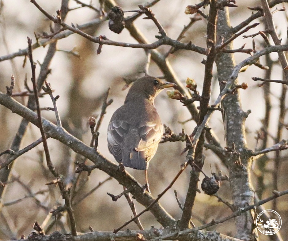 Не бачили в регіоні 50 років: у Чорнобильському заповіднику з'явився гірський дрізд