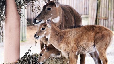 Демонстраційне харчування: гості київського звіринцю спостерігають за малюками антилоп нільгау