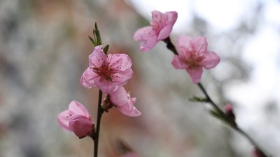 Вологий сніг та приморозки: прогноз погоди для Києва та регіону