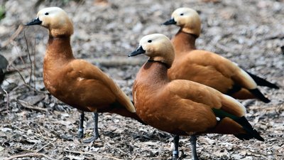 Головна 19 Пташине весілля: рідкісні огари з Київського зоопарку гніздяться.