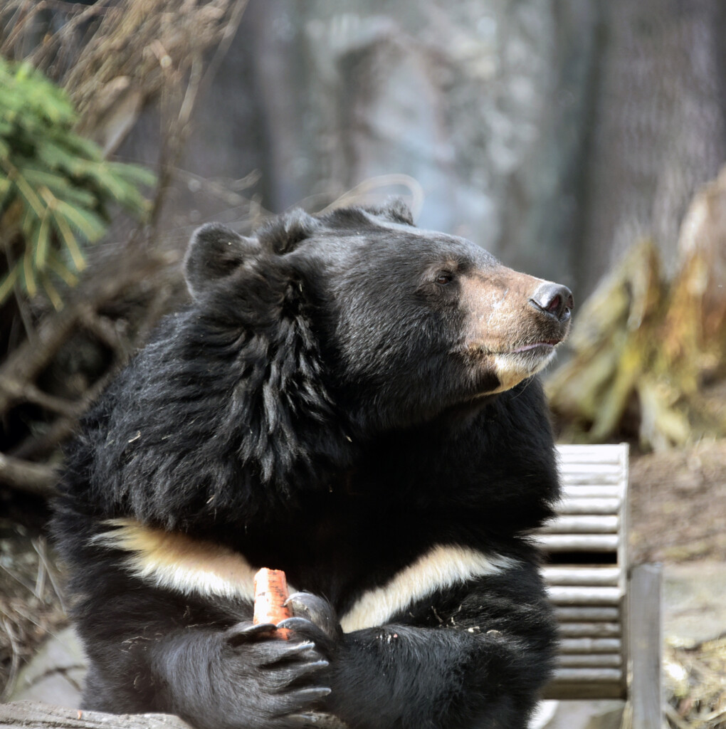 У Київському зоопарку прокинулися усурійські ведмеді Бебі та Боб