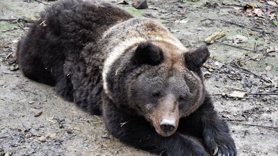 Головна 17 Киянин намагався нелегально перетнути кордон і зустрів ведмедицю — Держприкордонслужба