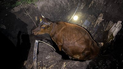 Головна 20 Майже півтонна тварина: на Київщині визволили корову, що звалилася в рів.