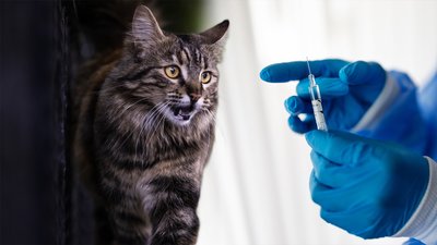 Київська оповідка: У Центрі запобігання захворюванням висловилися щодо відомостей про нестачу імуноглобуліну