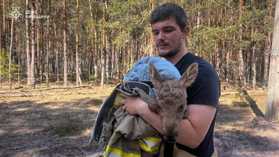 Маму втрачено: лосенятко врятоване пожежниками в Чорнобильській зоні під час пожежі