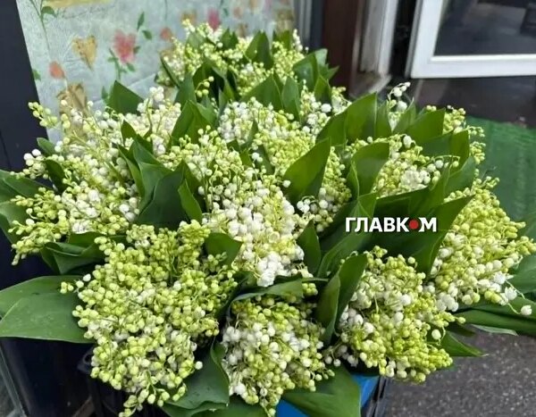 На Мамин День рідкісні квітки підсніжника незаконно збувають за великі кошти (знімок)