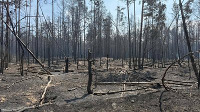 У Чорнобильській зоні вогонь розрісся через потужний вітер.