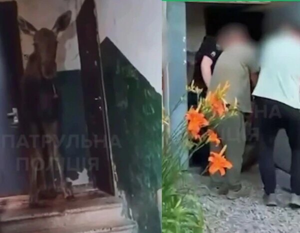 У столиці лось заглянув до під’їзду багатоквартирного будинку (відео)