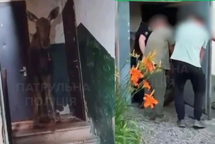 У столиці лось заглянув до під'їзду багатоквартирного будинку (відео) 10
