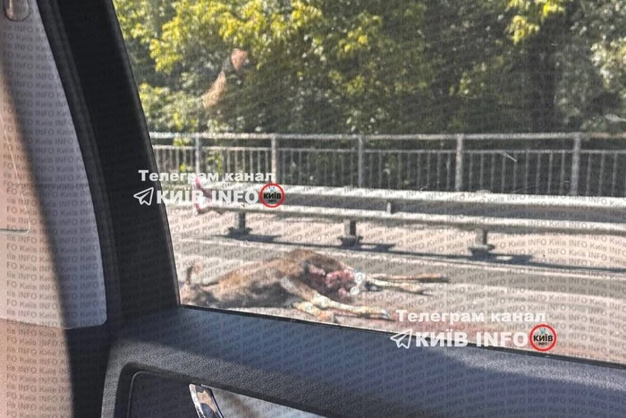 Лось спричинив перешкоду руху на виїзді з Києва