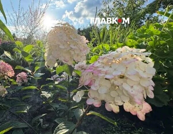 Тисяча гортензій прикрасила центр Києва: їхній колір змінюватиметься відповідно до сезону