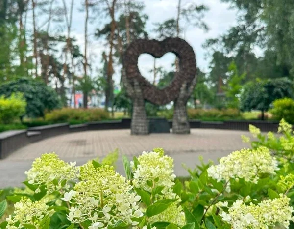 Цвітіння гортензій у столиці: де побачити 100-метрову алею та моносади (список місць)