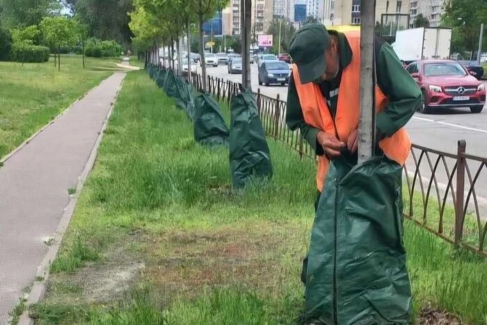 Головна 16 У столиці для зволоження дерев змонтовано більше шести тисяч спеціальних мішків: механізм…