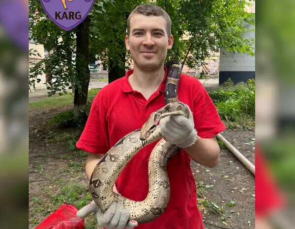 У столиці активісти з порятунку тварин зняли з дерева незвичайного змія (відеозапис)