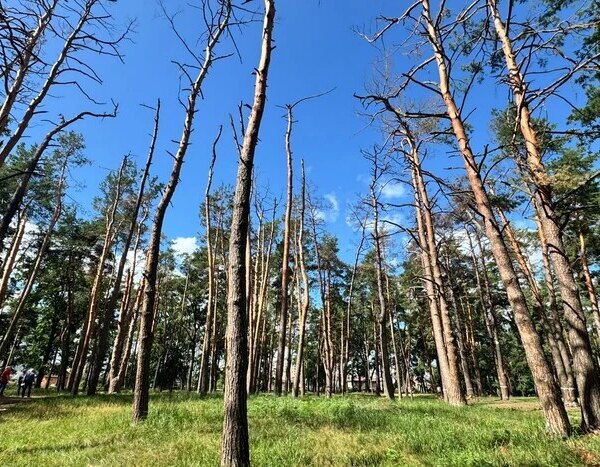 Київські обстріли: понад 100 дерев зазнали пошкоджень у Микільському лісництві