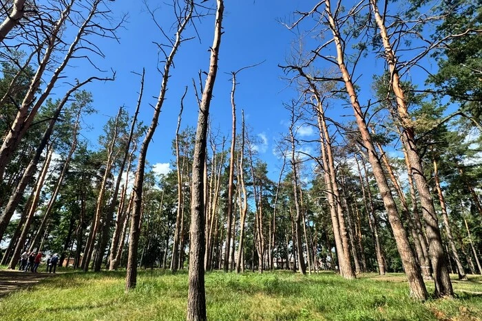 Обстріли Києва: у Микільському лісництві задокументовано пошкодження понад 100 дерев