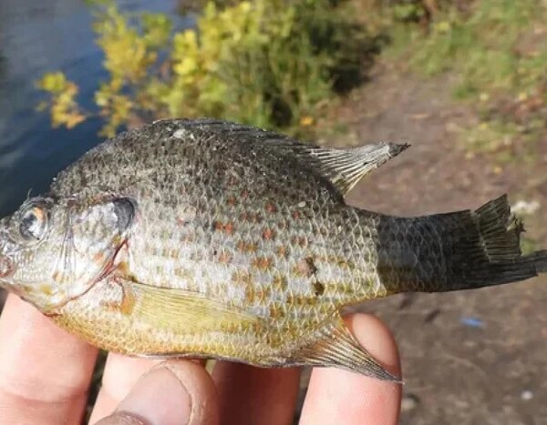 У водоймах Києва поселився «піранья-окунь»