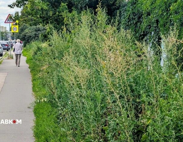 Бур’яни вище голови. Київ зіткнувся з новою проблемою (фото)