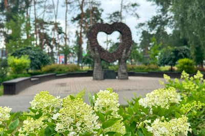 У Києві розквітли гортензії: де можна помилуватися та зробити фото