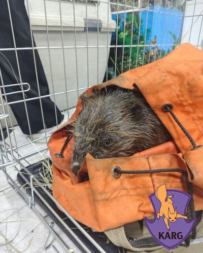 На Оболоні з озер, забруднених паливом, врятовано понад 40 тварин. 4