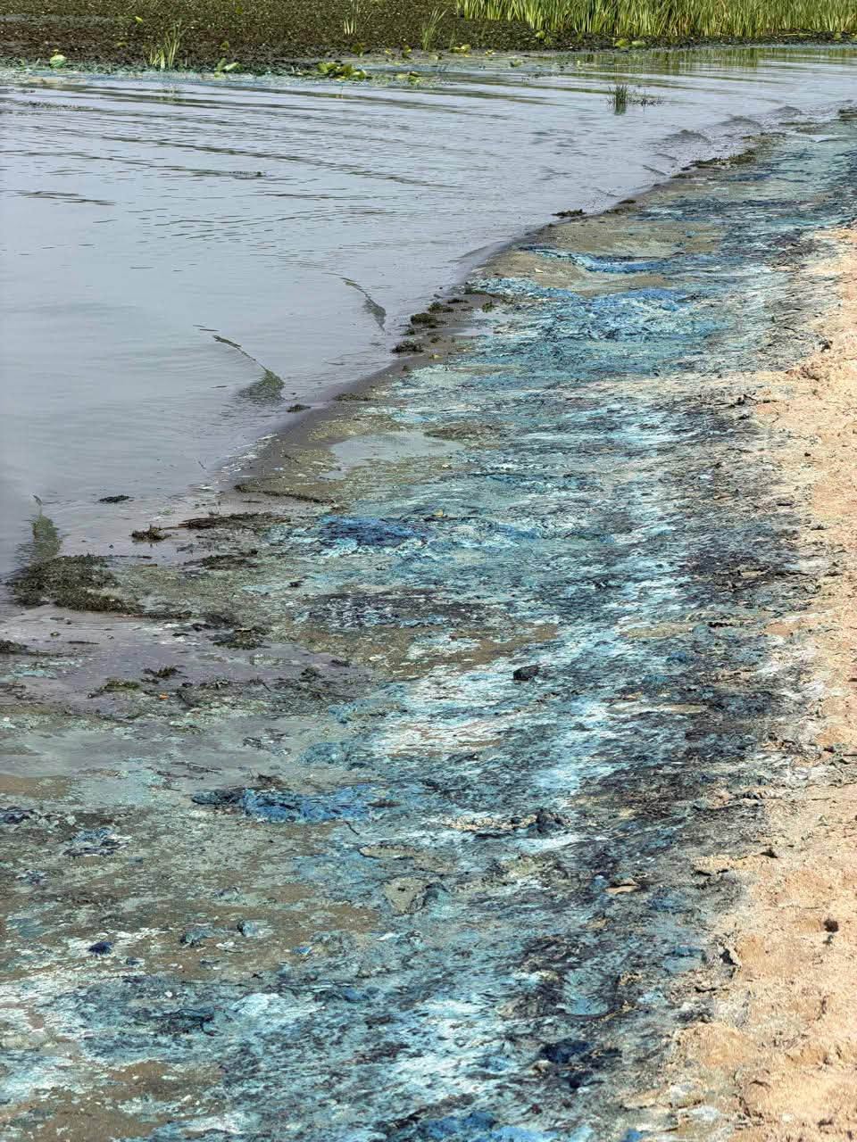 Водорості на берез Дніпра 