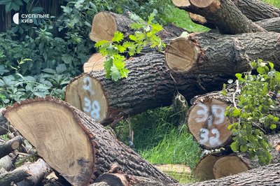 Вирубка дерев на Теремках: які породи зрізали і як використовуватимуть деревину