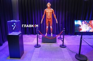 «Людське тіло». Інтерактивна виставка з розмахом розпочала роботу в Києві (фото) 50