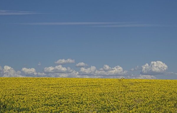 Прогноз синоптиків: яка буде погода в Києві та області на День Незалежності