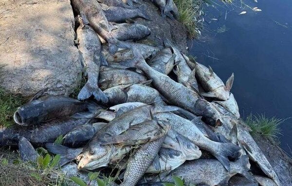 У водоймах Софіївської Борщагівки спостерігається масова загибель риби.