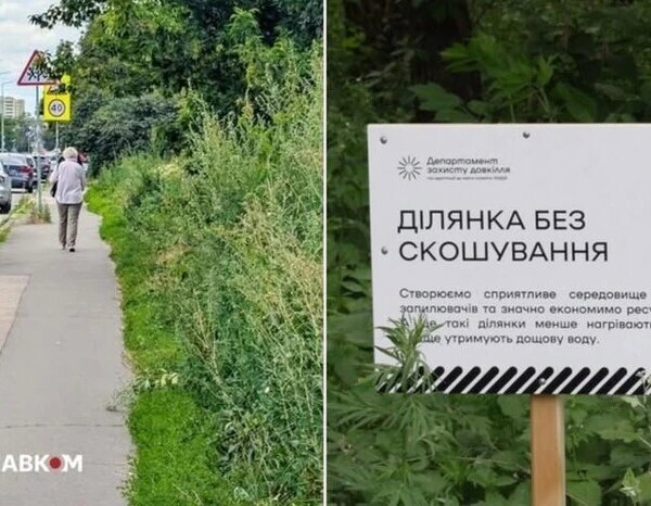 Київський міський голова Віталій Кличко заявив, що весь Київ заріс бур’янами, і біолог пояснив, чим це небезпечно.