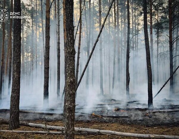 На Київщині рятувальники боротьються з великою лісовою пожежею (відео)