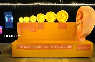 «Людське тіло». Інтерактивна виставка з розмахом розпочала роботу в Києві (фото) 41