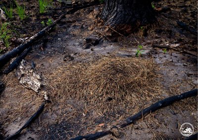 Вижили після масштабних пожеж: у Чорнобильському заповіднику мурахи будують нові гнізда на випалених землях