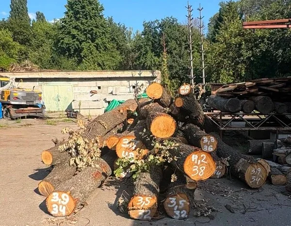 Старі дуби перетворяться на предмети інтер’єру. Заява «Київзеленбуду» щодо спиляних дерев на Теремках викликала обурення серед мешканців столиці.