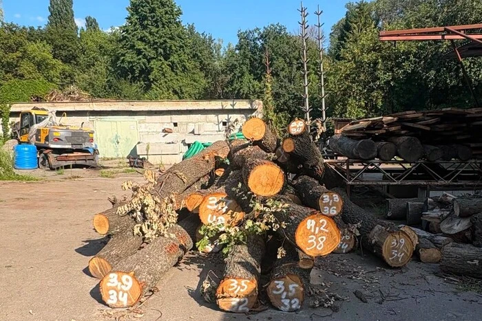 Старі дуби перетворять на меблі. Публікація «Київзеленбуду» про спиляні на Теремках дерева викликала обурення мешканців столиці